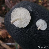 Oudemansiella